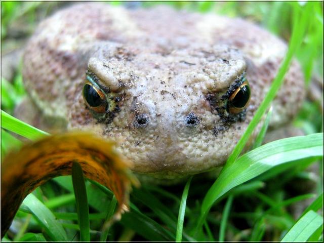 Bufo bufo-02.JPG